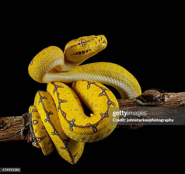 Yellow Snakes Photos and Premium High Res Pictures - Getty Images