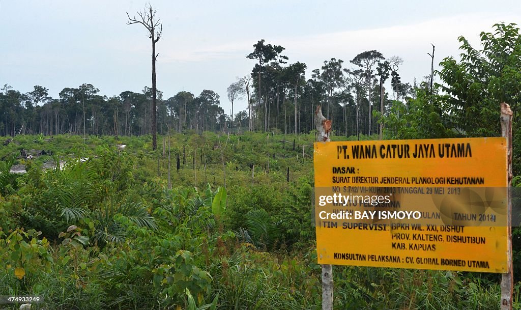 INDONESIA-US-ENVIRONMENT-FORESTS-COMPANY-PROCTER