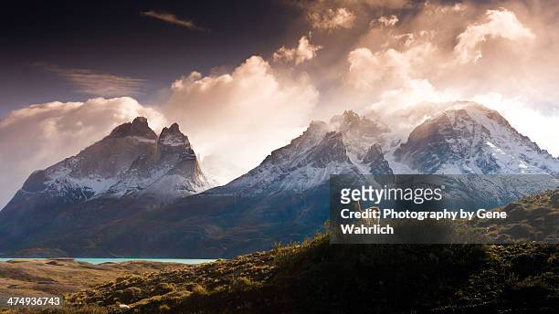guanoco in mountainous landscape - chile stock-fotos und bilder