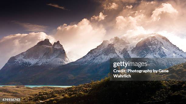 guanoco in mountainous landscape - patagonia fotografías e imágenes de stock