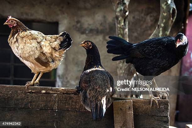 On Rode Pyau Tekoa Pyau Photos and Premium High Res Pictures - Getty Images
