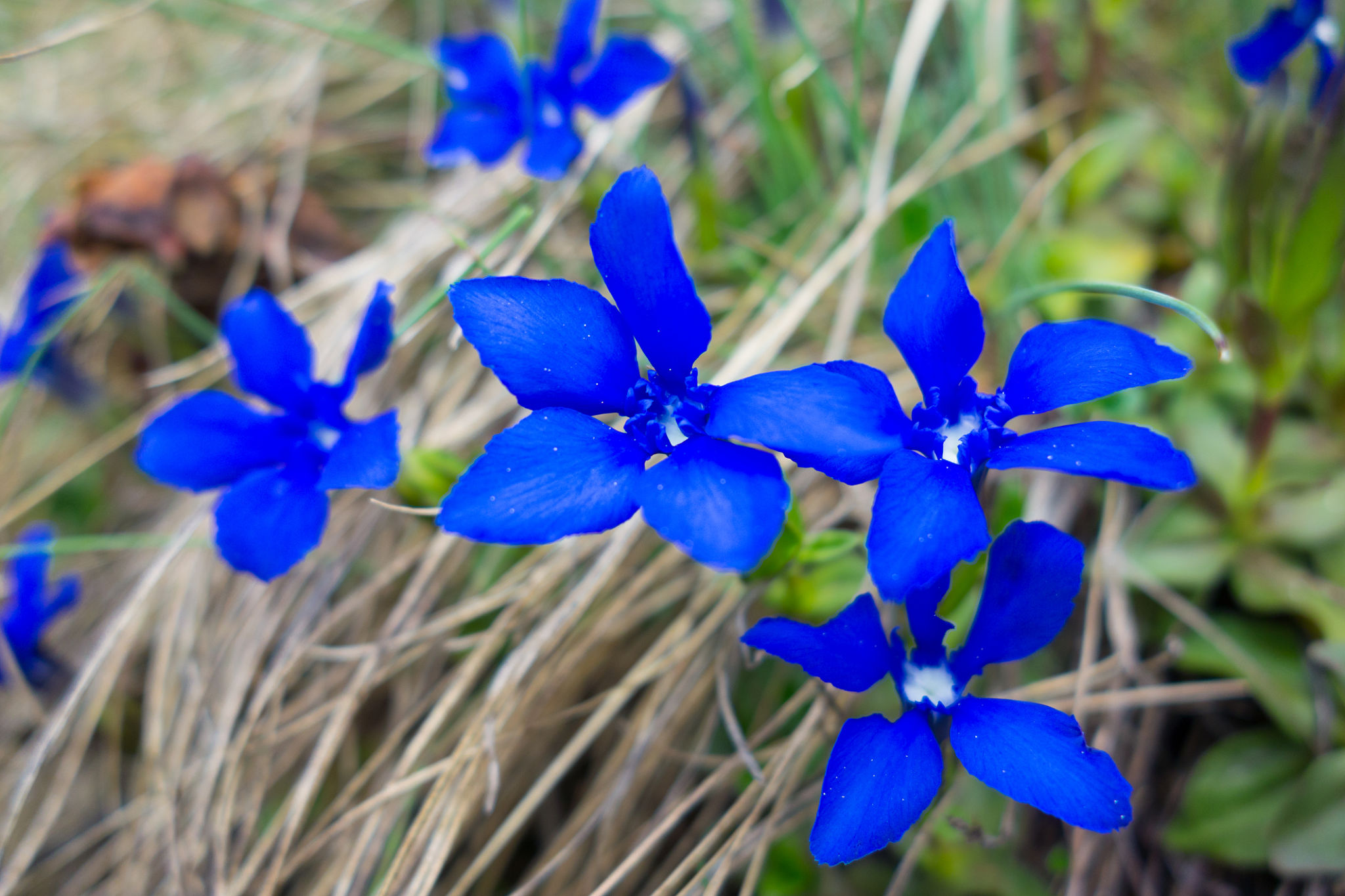 adblue solution