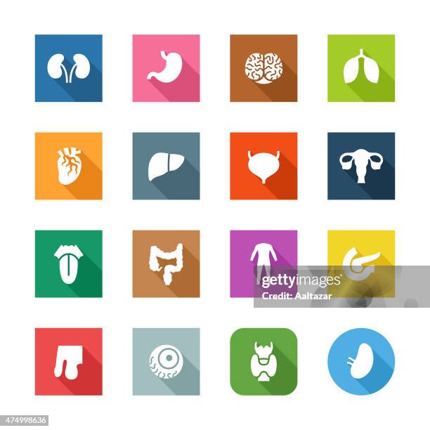 flache symbole mit menschlichen organen - hodensack stock-grafiken, -clipart, -cartoons und -symbole