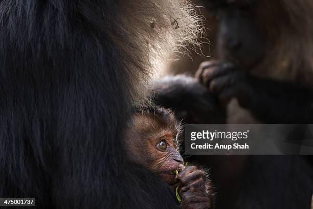 lion-tailed macaque baby aged 6-12 months - macaco coda di leone foto e immagini stock