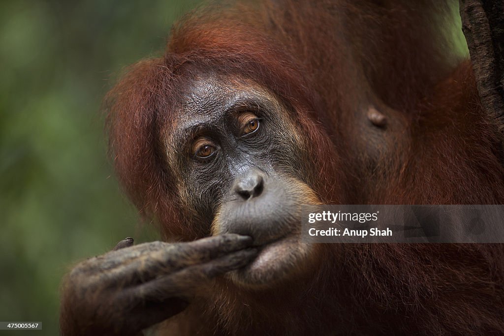 Sumatran Orangutan female 'Jaki'