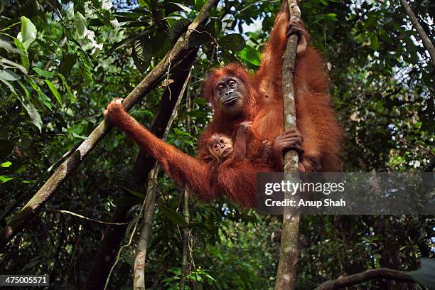 sumatran orangutan female 'sepi' - orangutang bildbanksfoton och bilder
