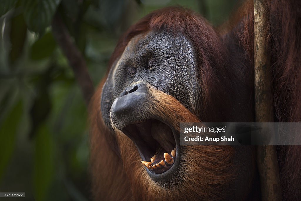 Sumatran Orangutan mature male 'Halik' yawning