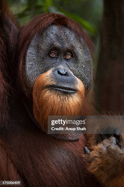 sumatran orangutan mature male 'halik' - abelii stock pictures, royalty-free photos & images