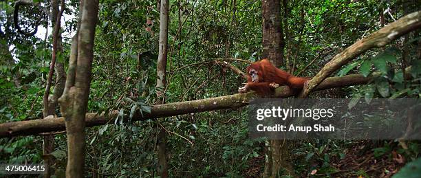 sumatran orangutan female 'jaki' - abelii stock pictures, royalty-free photos & images