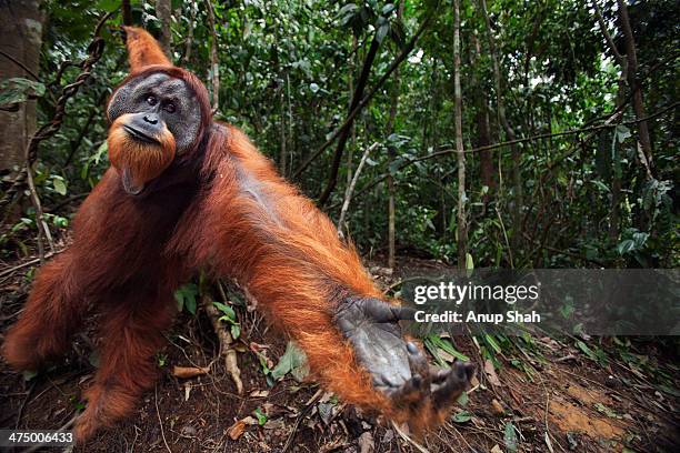 sumatran orangutan mature male 'halik' - sumatra stock pictures, royalty-free photos & images