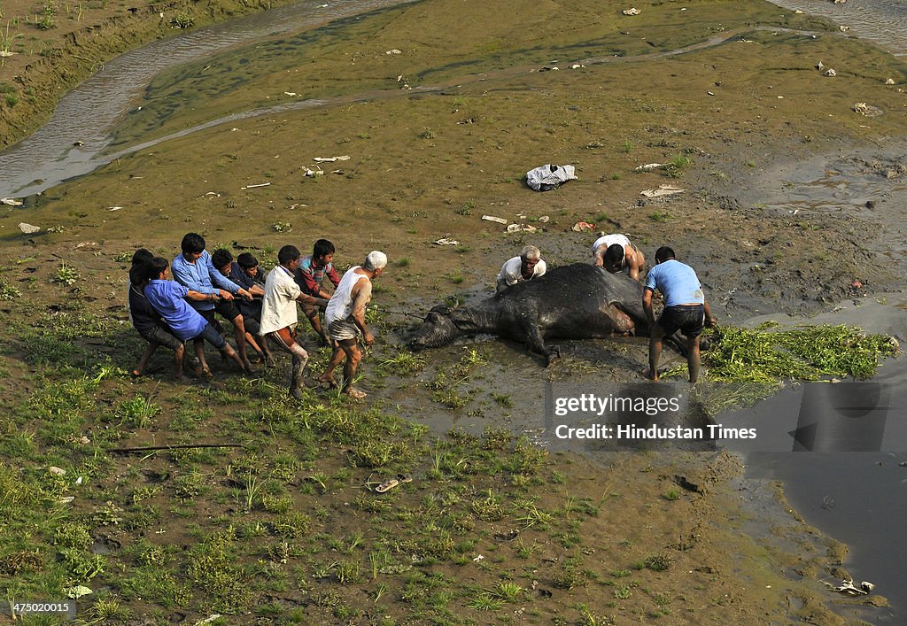 Buffalo Trapped In Marsh Rescued