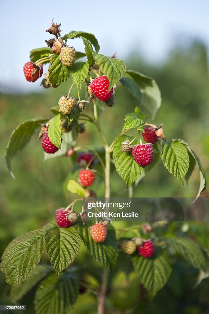Raspberry Fruit Growing On A Cane High-Res Stock Photo - Getty Images