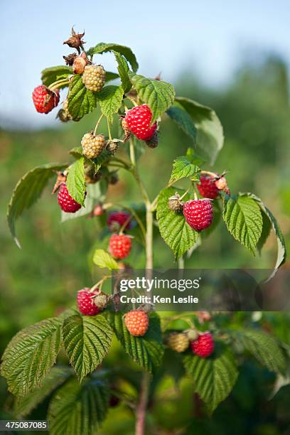 123 Raspberry Vines Stock Photos, High-Res Pictures, and Images - Getty ...