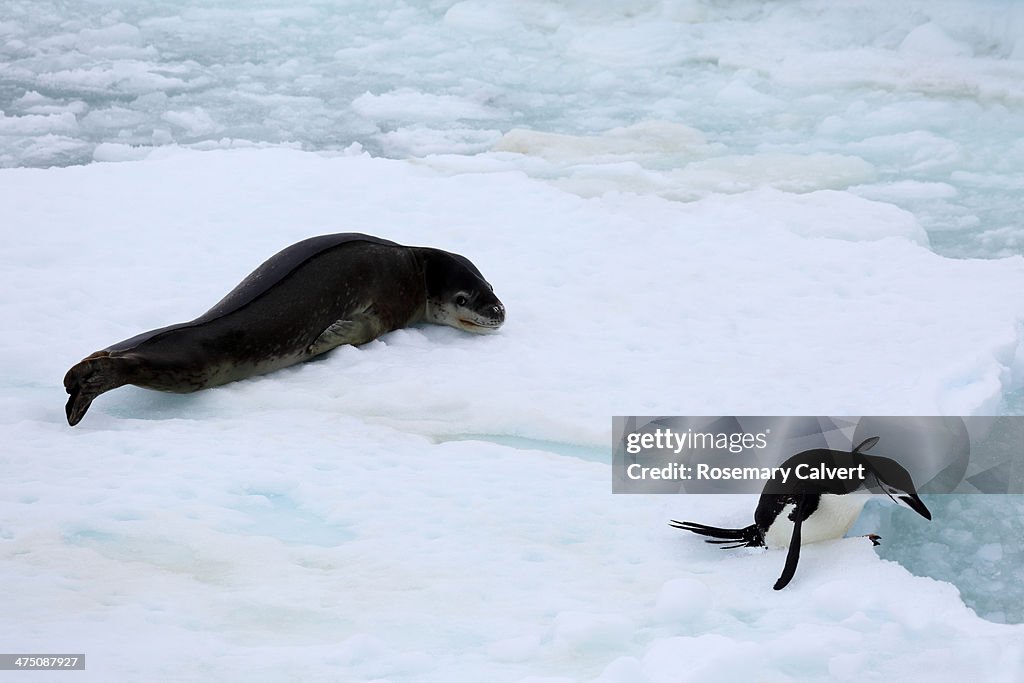 Chinstrap penguin escaping from leopard seal