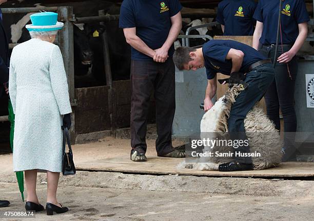 Queen Elizabeth II watches sheep shearing as she visits Myerscough College at Lodge Livery Yard on May 29, 2015 in Lancaster, England.