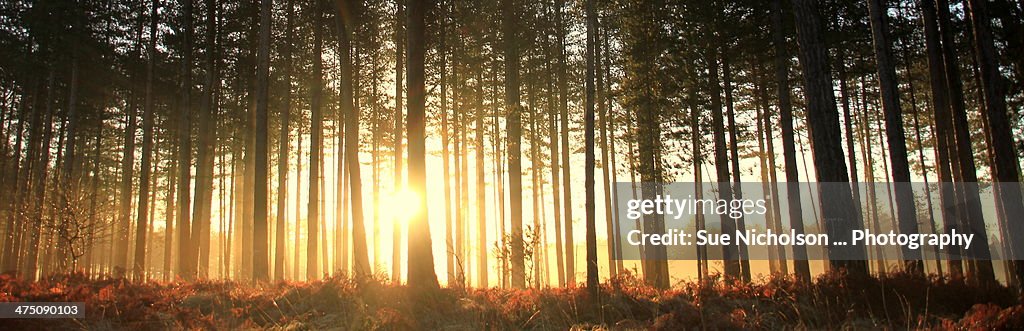 Sunday morning walk ...