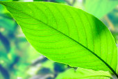Fresh  leaf of adhatoda basaka