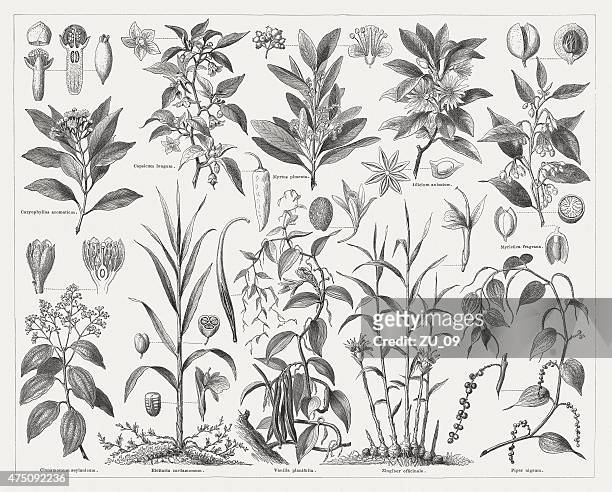 植物、スパイスに創刊 1876 - スターアニス点のイラスト素材／クリップアート素材／マンガ素材／アイコン素材