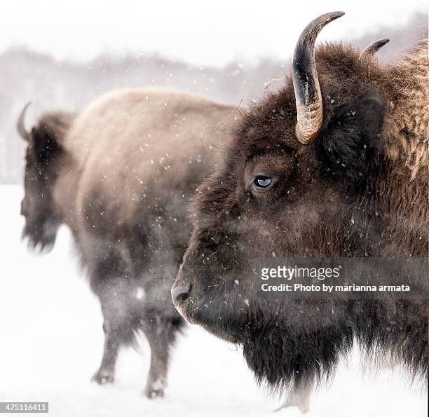 bison in winter - bisonte americano imagens e fotografias de stock