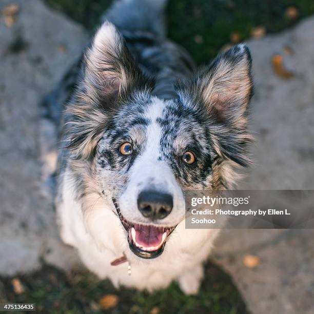 163 Sheep Dog From Above Stock Photos High Res Pictures And Images 163-sheep-dog-from-above-stock-photos-high-res-pictures-and-images