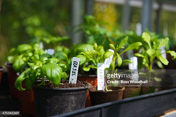 homegrown basil in pots - バジル ストックフォトと画像