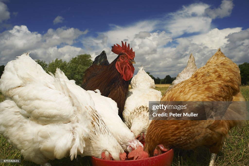 Free range chickens feeding from bowl