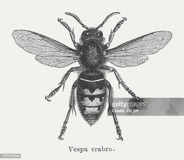 european hornet (vespa crabro), veröffentlichte 1876 - vespa stock-grafiken, -clipart, -cartoons und -symbole