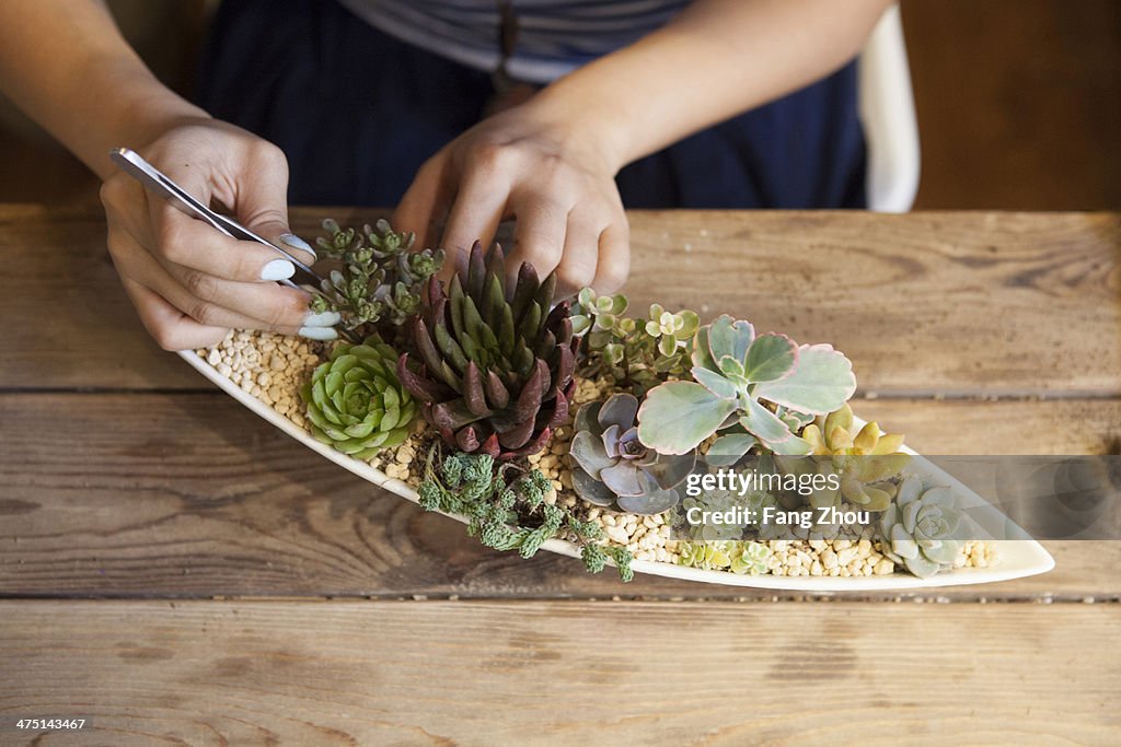 Woman tending to succulent plants