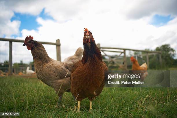 free range chickens in field - derechos de los animales fotografías e imágenes de stock