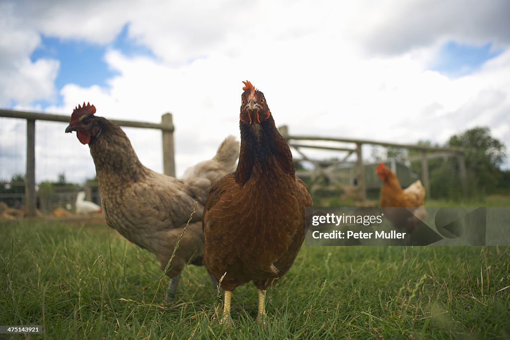Free range chickens in field
