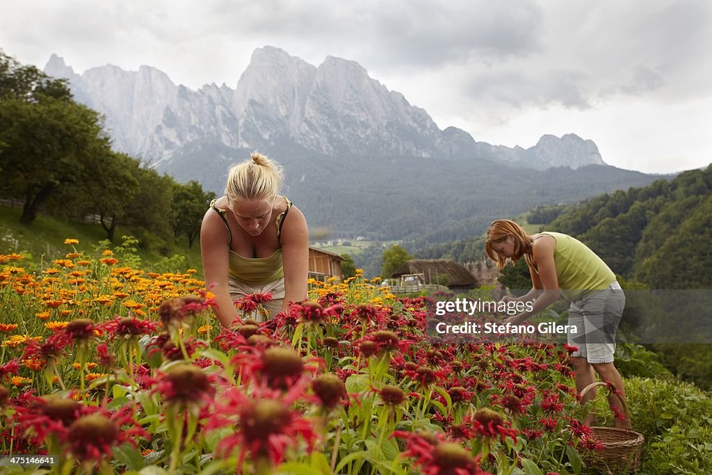 Women picking flowers