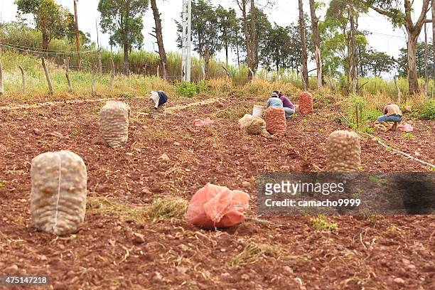 potato workers in venezuelan andes - venezuela stockfoto's en -beelden