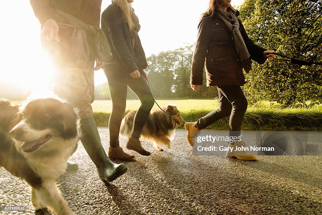 Senior couple and granddaughter walking dogs, Norfolk, UK