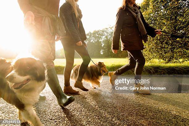 senior couple and granddaughter walking dogs, norfolk, uk - dog walking fotografías e imágenes de stock