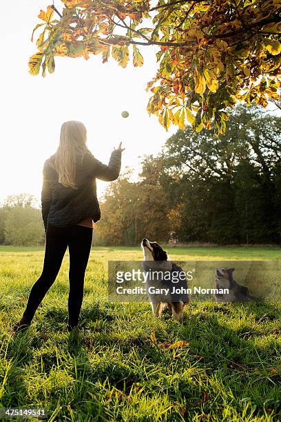teenage girl playing ball with dogs, norfolk, uk - dog and ball photos et images de collection