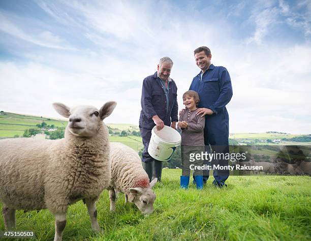 mature farmer, adult son and grandson feeding sheep in field - sheep muster stock pictures, royalty-free photos & images