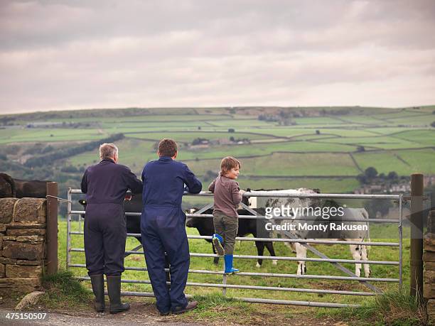 mature farmer, adult son and grandson leaning on gate to cow field, rear view - animal back bildbanksfoton och bilder