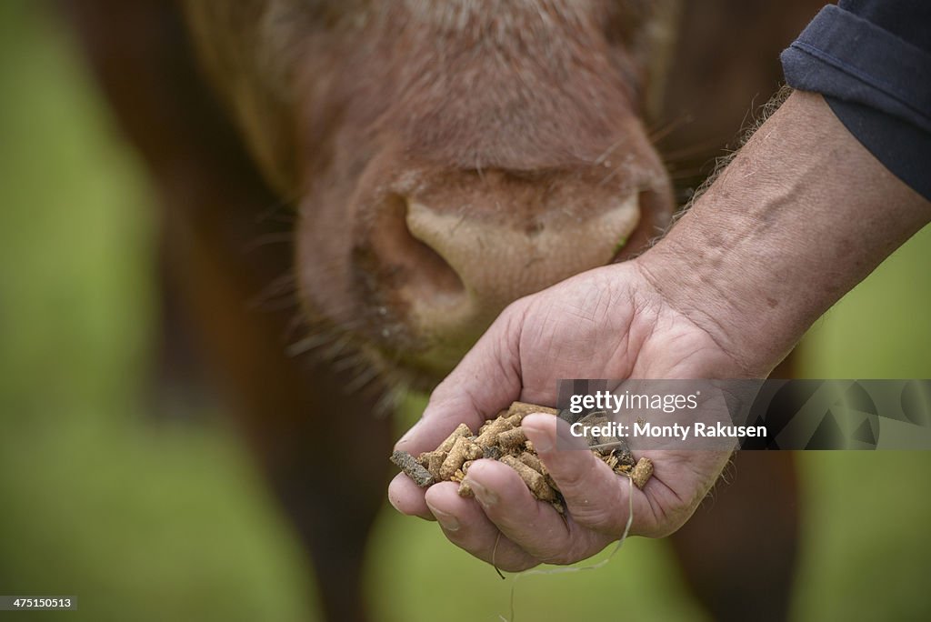 Close up of farmer feeding cattle by hand