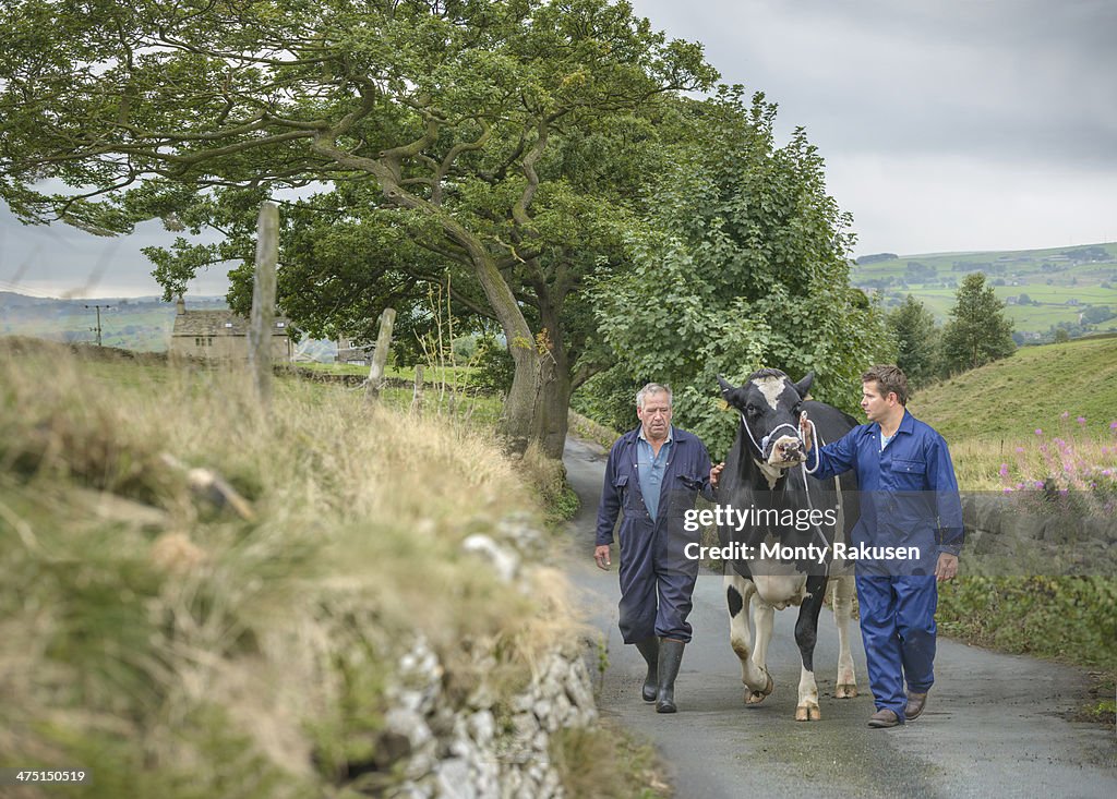 Farmer and son leading dairy cow on road