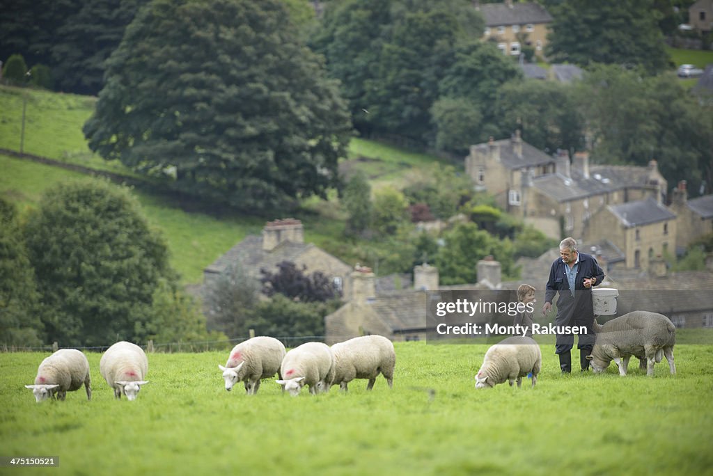 Mature farmer and grandson feeding sheep in field