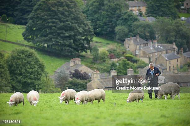 mature farmer and grandson feeding sheep in field - west yorkshire stockfoto's en -beelden