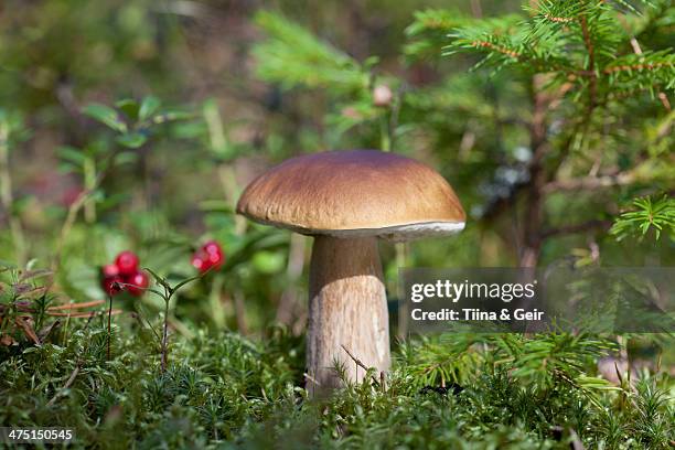 boletus edulis (porcini) mushroom growing - porcini mushroom stock pictures, royalty-free photos & images