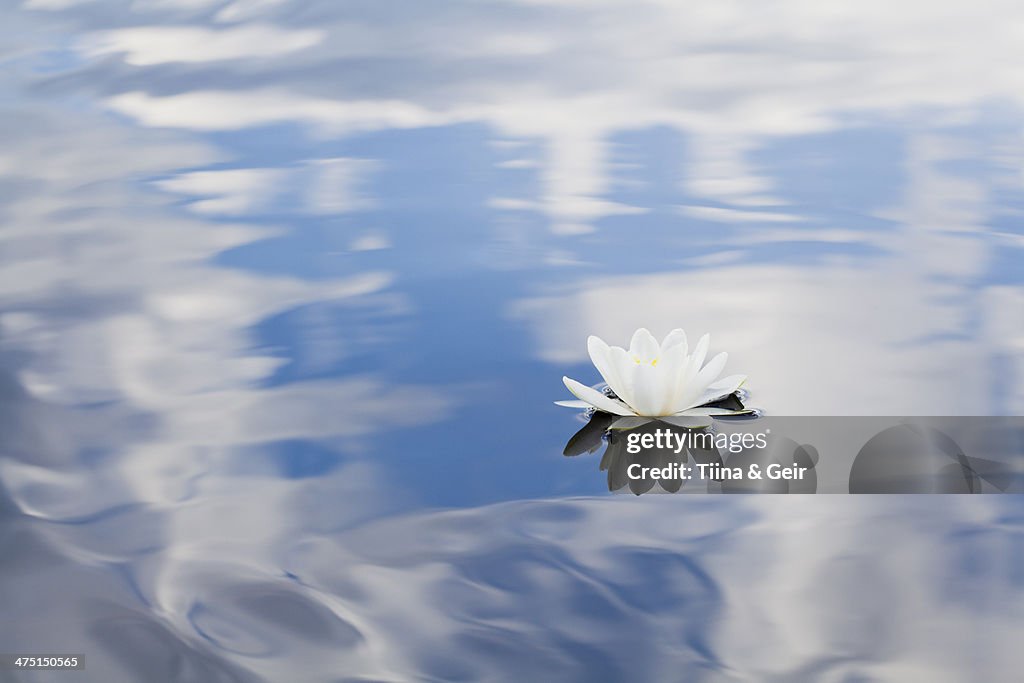 Nymphaea tetragona water lily on lake