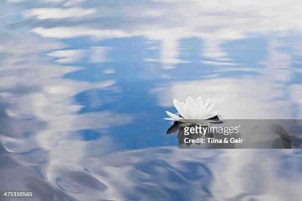 nymphaea tetragona water lily on lake - water lily stockfoto's en -beelden