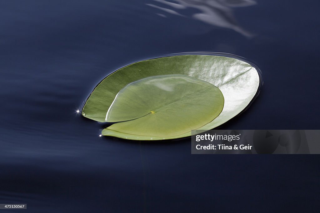 Nymphaea tetragona lily pad on lake