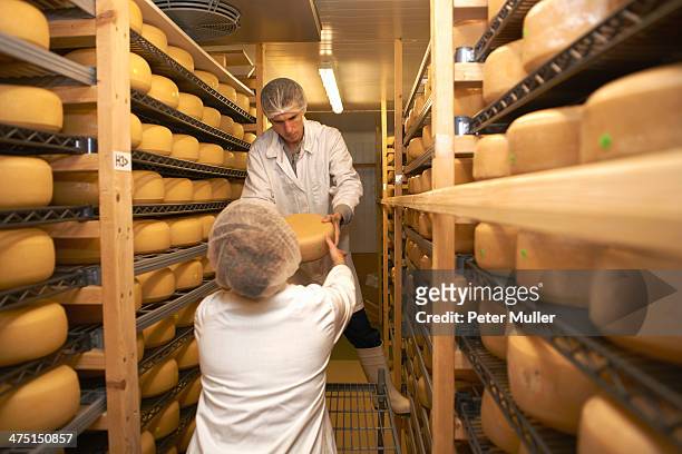 workers putting cheese round for storage at farm factory - käselaib stock-fotos und bilder