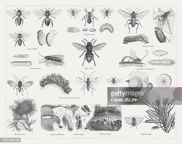 insects (hymenoptera), wood engravings, published in 1876 - worker bee stock illustrations