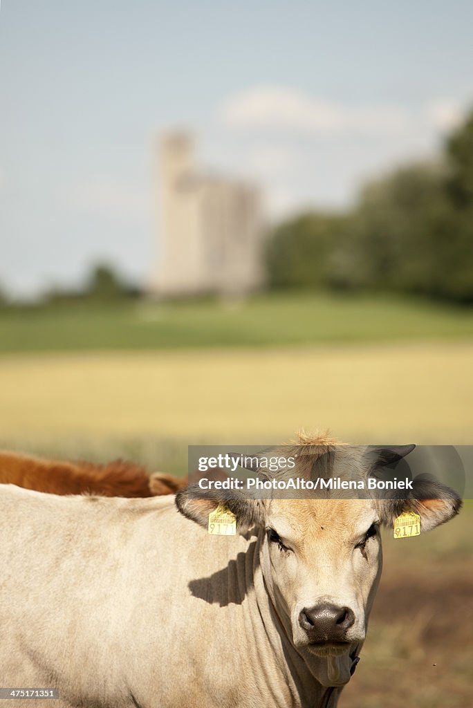 Cows on pasture