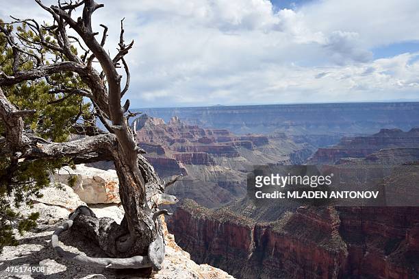 View from the North Rim of the Grand Canyon on May 2015. AFP PHOTO/ MLADEN ANTONOV