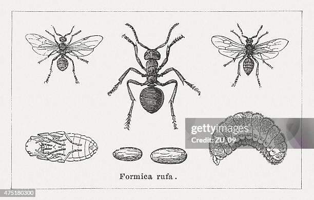 red waldameise, veröffentlichte im 1876 - laminiertes plastik stock-grafiken, -clipart, -cartoons und -symbole